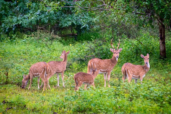 Travel to Ella From Galle With Udawalawe National Park Safari on the Way - Reviews and Customer Feedback