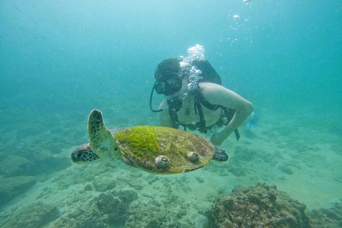 Try Scuba Diving & Snorkeling With BBQ Lunch & Transfer - Booking Information