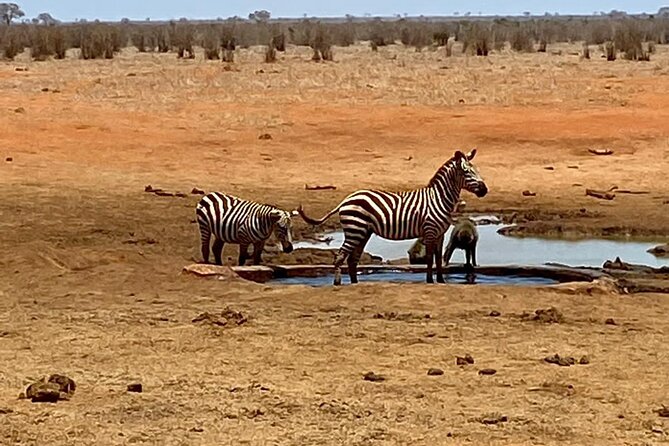 Tsavo East and Ngutuni Sanctuary Safari 3 Days From Mombasa - Pickup and Dropoff Arrangements