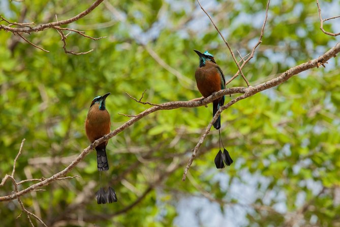 Tulum & Cenote Adventure - Confirmation and Accessibility