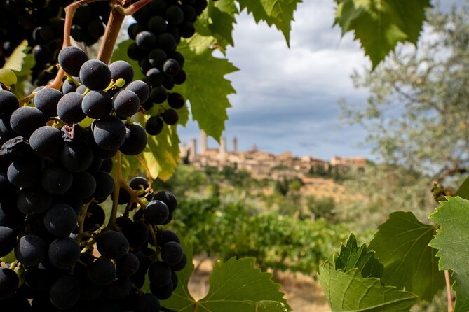 Two Wine Tastings and Visit to a Historic Cellar Inside Old Walls of Montalcino - Frequently Asked Questions