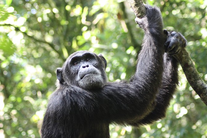 Uganda Wildlife Holiday - 8 Days - Health and Accessibility