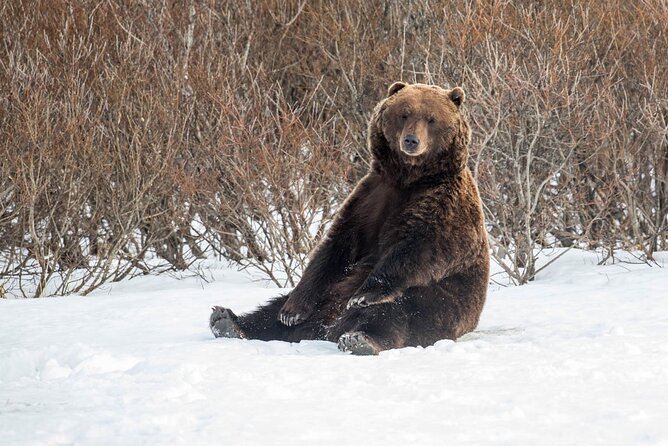 Ultimate Anchorage Winter Wildlife & Sunset Tour - Highlights of the Ultimate Winter Tour