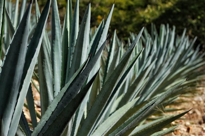 Ultimate Hierve El Agua Hike + Mezcal - Scenery and Activities