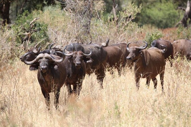 Unforgettable Tanzania Safari And Zanzibar Beach - Wildlife Highlights to Expect
