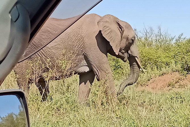 Vegans Special Safari - Booking Process