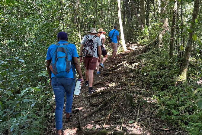 Vermont Nature Trail With Topdawg Taxi and Tours - Trail Difficulty and Rainforest Beauty