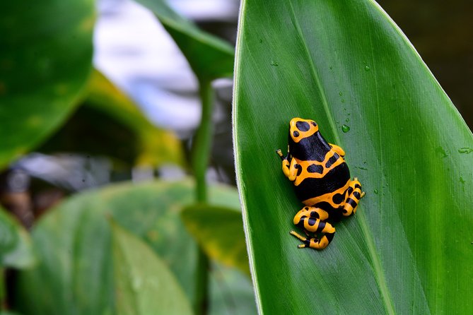 Victoria Butterfly Gardens Ticket - Visitor Reviews