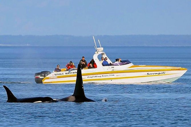 Victoria Whale and Wildlife Cruise - Customer Experiences