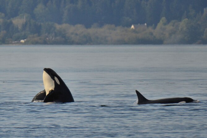 Victoria Whale Watching Tour on a Covered Vessel - Important Cancellation Policies