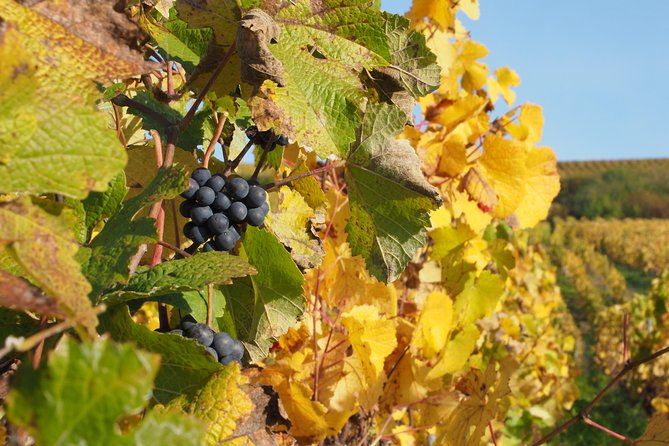 Vineyard Walking Tour & 5 Champagnes Tasting - Meeting Point Details