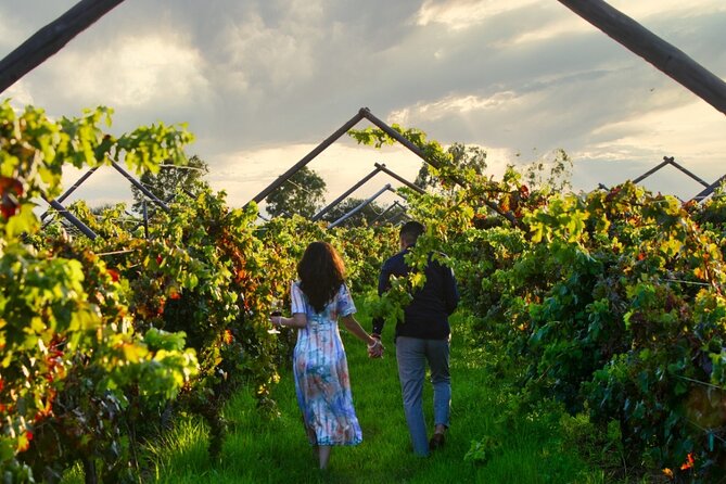 Vineyards, Wine Tasting and Pairing in San Miguel - Location and Operator