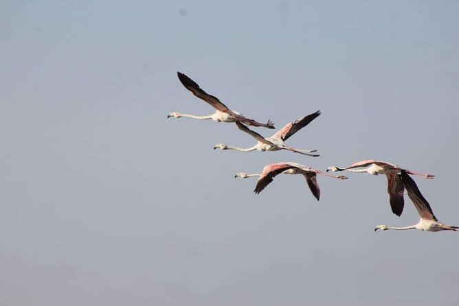 Visit the Souss Massa National Park Including Lunch From Agadir - Customer Feedback and Ratings