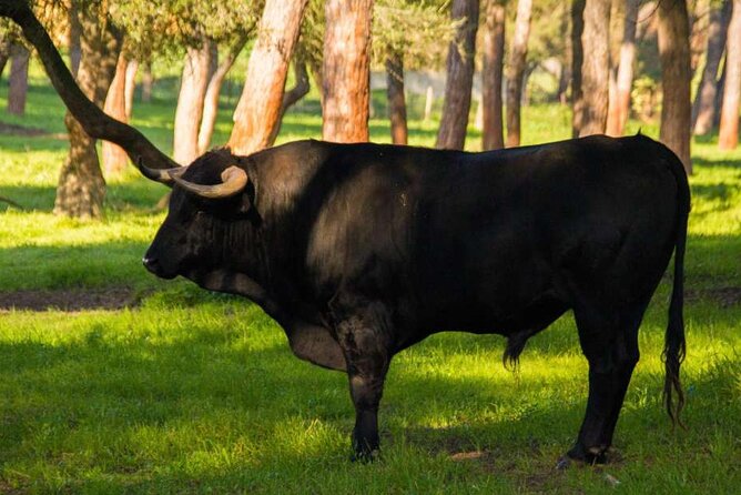 Visit to a Brave Bull Farm in Andalusia - Highlights of the Experience