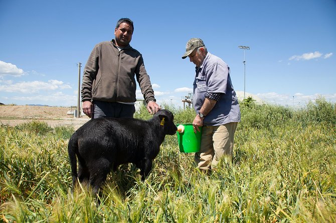 Visit to the Bufale and Dairy Farm With Cheese Tasting - Cancellation and Refund Policy