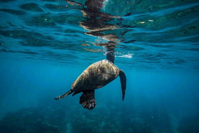 Waikiki Sunset Night Dive Adventure - Certified Divers ONLY - Tour Inclusions