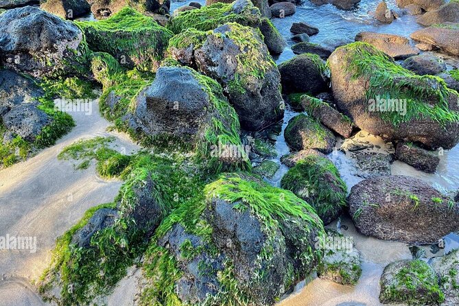 Waikiki! Very Shallow Snorkeling Fish Marinelife!Free Pics&Video! - Guest Reviews and Ratings