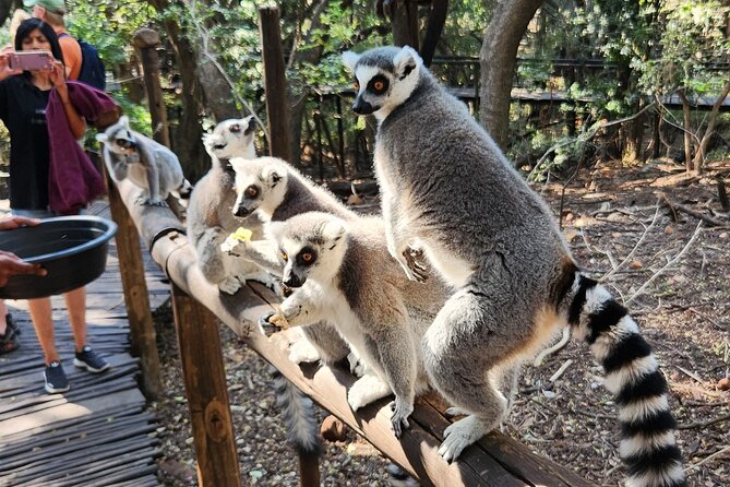 Walk With Elephants Experience Plus Monkey Forest Walk - Lunch and Refreshments