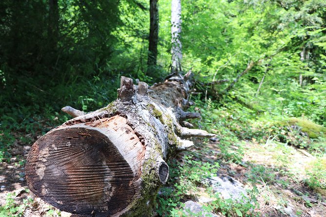Walking Into Enipeas Gorge! - Flora and Fauna of Mount Olympus