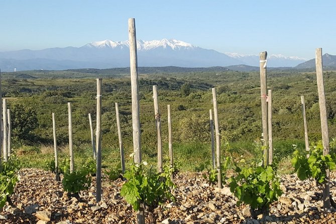 Walks in the Heart of the Secret Vineyards Around Collioure, Tastings - Booking Confirmation and Support
