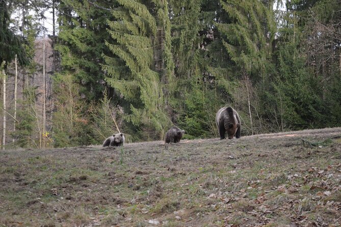 Watching Brown Bear Experience and Gulyas Taste From Brasov - Accessibility and Public Transport