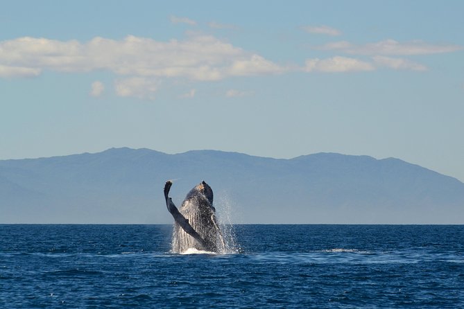 Whale & Dolphin Watching Cruise in Puerto Vallarta All Inclusive - Recommendations and Tips