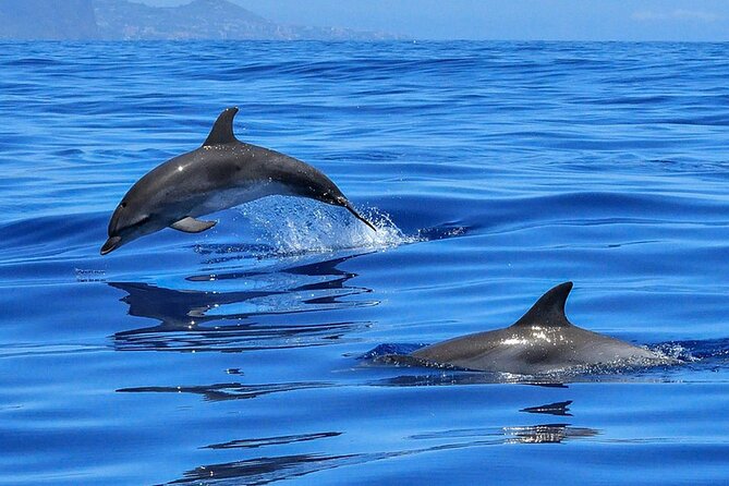 Whale & Dolphin Watching in Tenerife (Puerto Colon) On a Large Catamaran - Reviews and Feedback