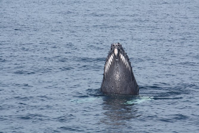 Whale Encounter Puerto Vallarta - Marine Conservation Insights