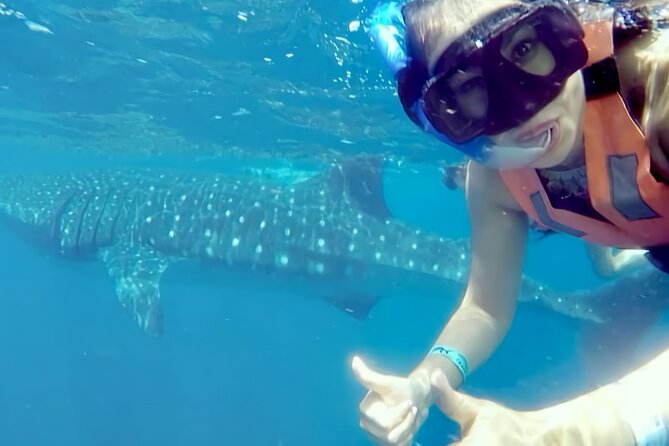 Whale Shark Adventure in Isla Mujeres and Cancun - Whale Shark Sightings and Encounters