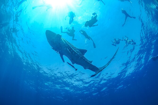Whale Shark Snorkeling Experience From Cancun and Riviera Maya - GoPro Rental Option