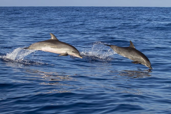 Whale Watching - Refund Policy