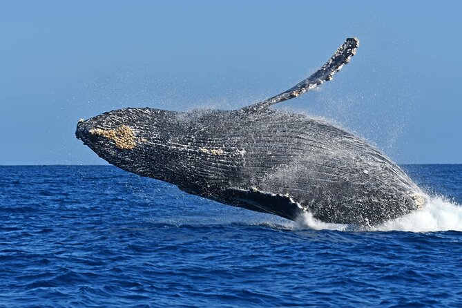 Whale Watching by Zodiac in Cabo San Lucas With Photos Included - Customer Feedback Highlights