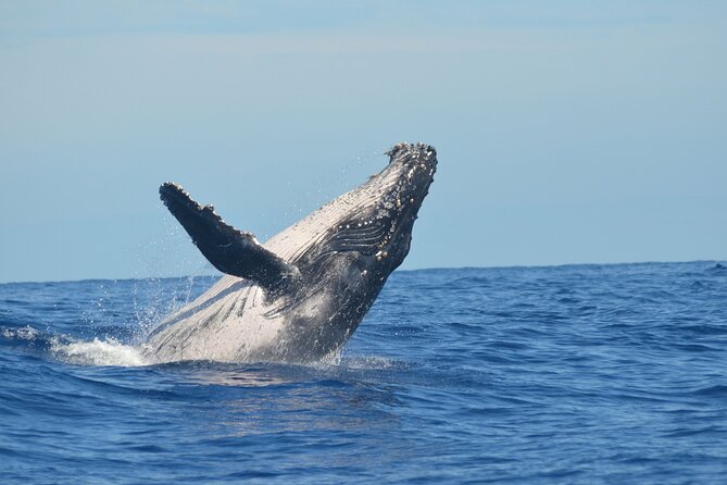 Whale Watching Cruise in Los Cabos - Onboard Amenities and Services