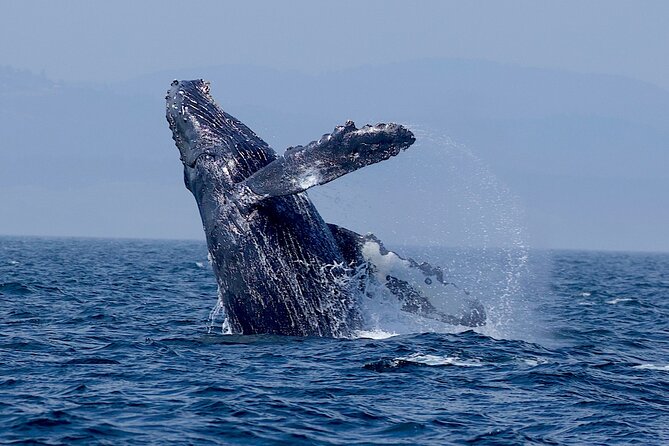 Whale Watching Cruise With Expert Naturalists - Booking Process and Options