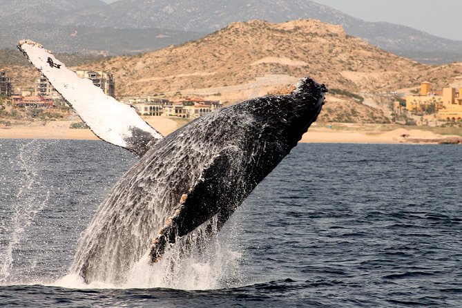 Whale Watching Dinner Cruise in Cabo San Lucas - Accessibility and Accommodations