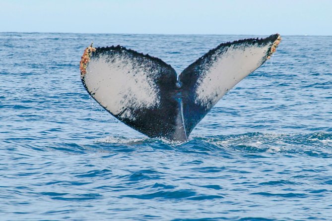 Whale Watching Experience - Health and Safety Considerations