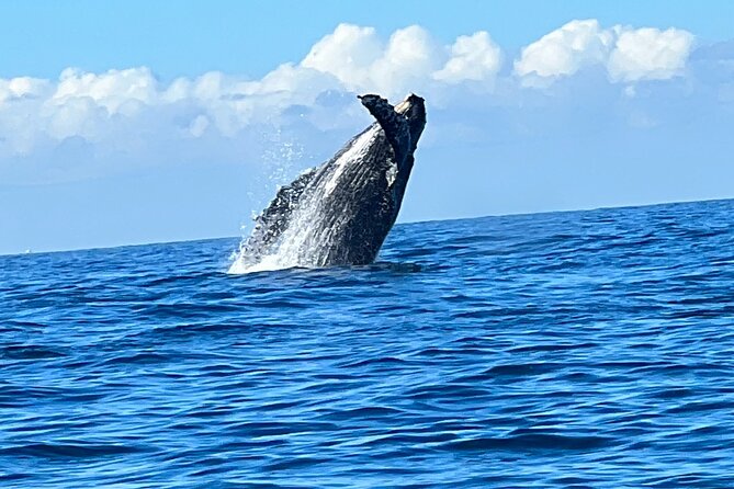 Whale Watching Kelly - Customer Feedback Highlights