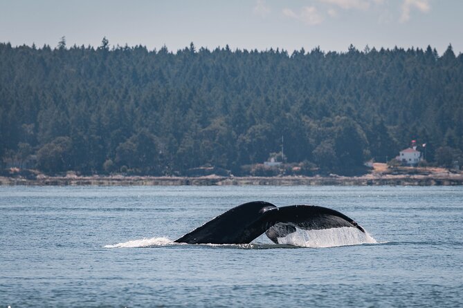 Whale Watching Nanaimo Open Boat Tour - Accessibility Considerations