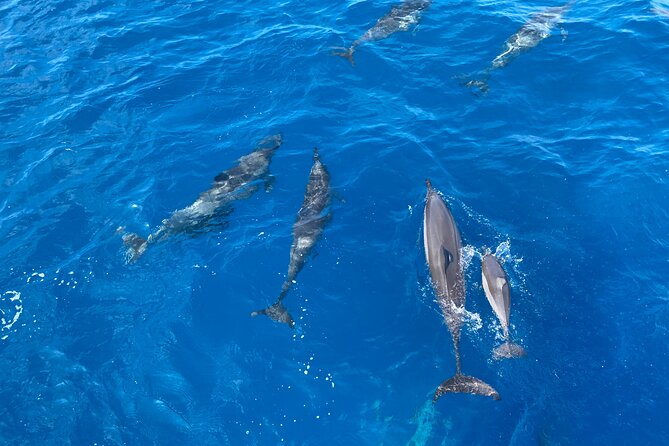 Whale Watching on Big Island - Booking and Cancellation