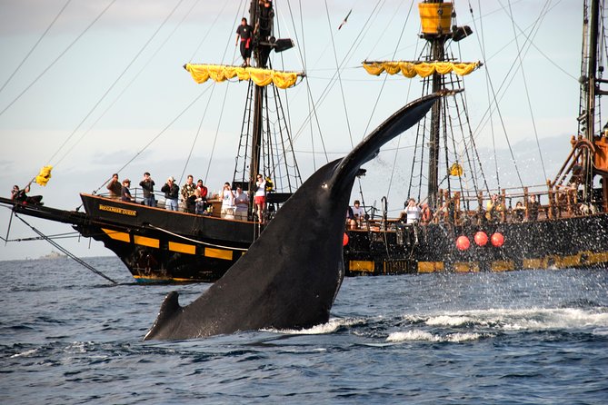 Whale-Watching Pirate Ship Cruise in Los Cabos - Meeting Point and Arrival