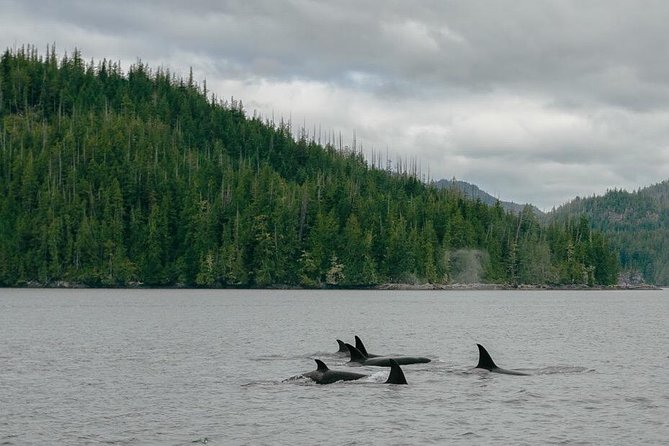Whale Watching & Sightseeing Tour in Ucluelet, Vancouver Island - Whale Watching Experience