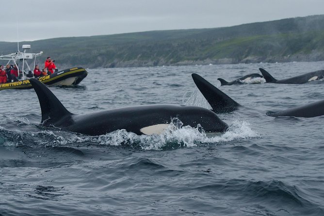 Whale Watching Tour by Zodiac and Tow N Go Kayak With 2-Nights Accomm. Package - Visitor Reviews