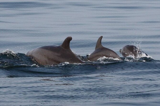 Wild Dolphins Encounter & Snorkeling - Responsible and Sustainable Practices