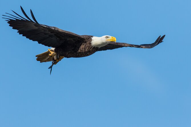 Wildlife on the Bow | Big Canoe Tour in Banff National Park - Booking and Cancellation Policy