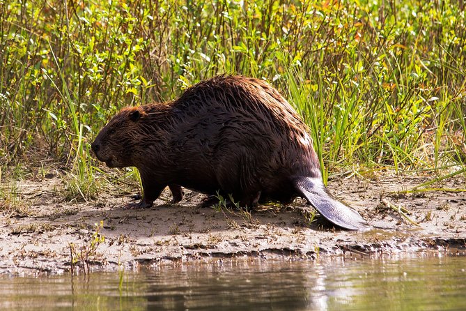 Wildlife on the Bow | Big Canoe Tour - Meeting Point and Logistics