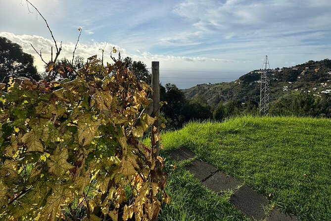 Wine Day Tour & Lunch in the Vineyard - Vineyard Landscapes and Lunch