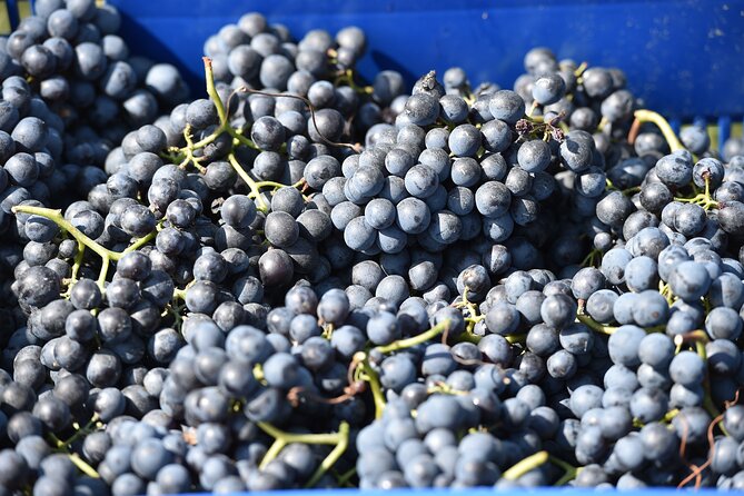 Wine Experience of Nebbiolo in Alto Piemonte - Complimenting Wines With Local Snacks