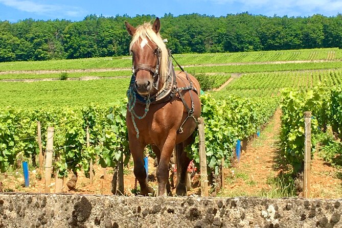 Wine Experience With Tasting in Burgundy - Private Tour Format