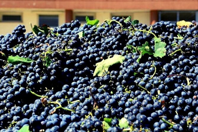 Wine Tasting for Small Groups in the Palermo Countryside - Customer Feedback and Ratings