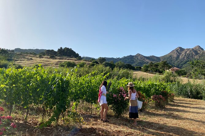 Winery Tour and Tasting With the Winemaker in Elba Island - Understanding the Tour Details
